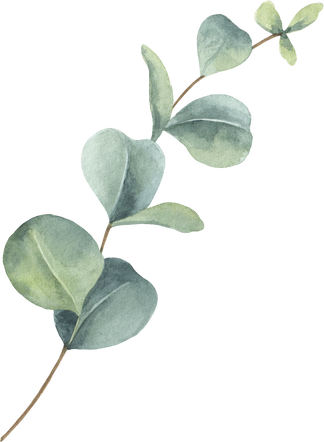 Eucalyptus branch watercolor