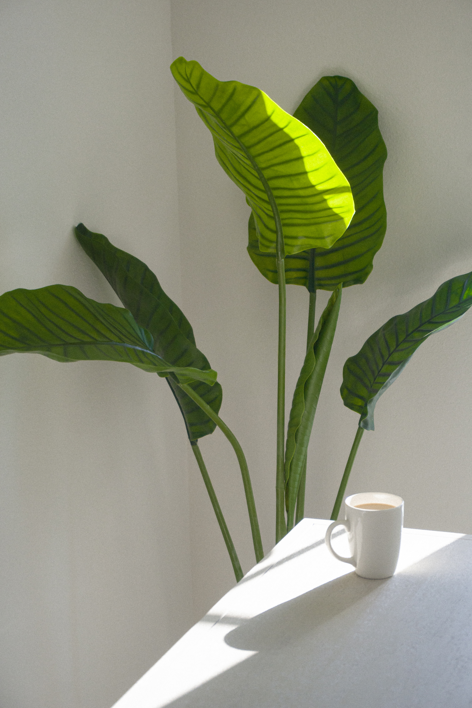 A Green Plants Near the White Ceramic Mug on the Table